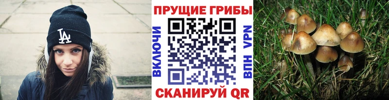 Купить где Тайга Псилоцибиновые грибы Cubensis